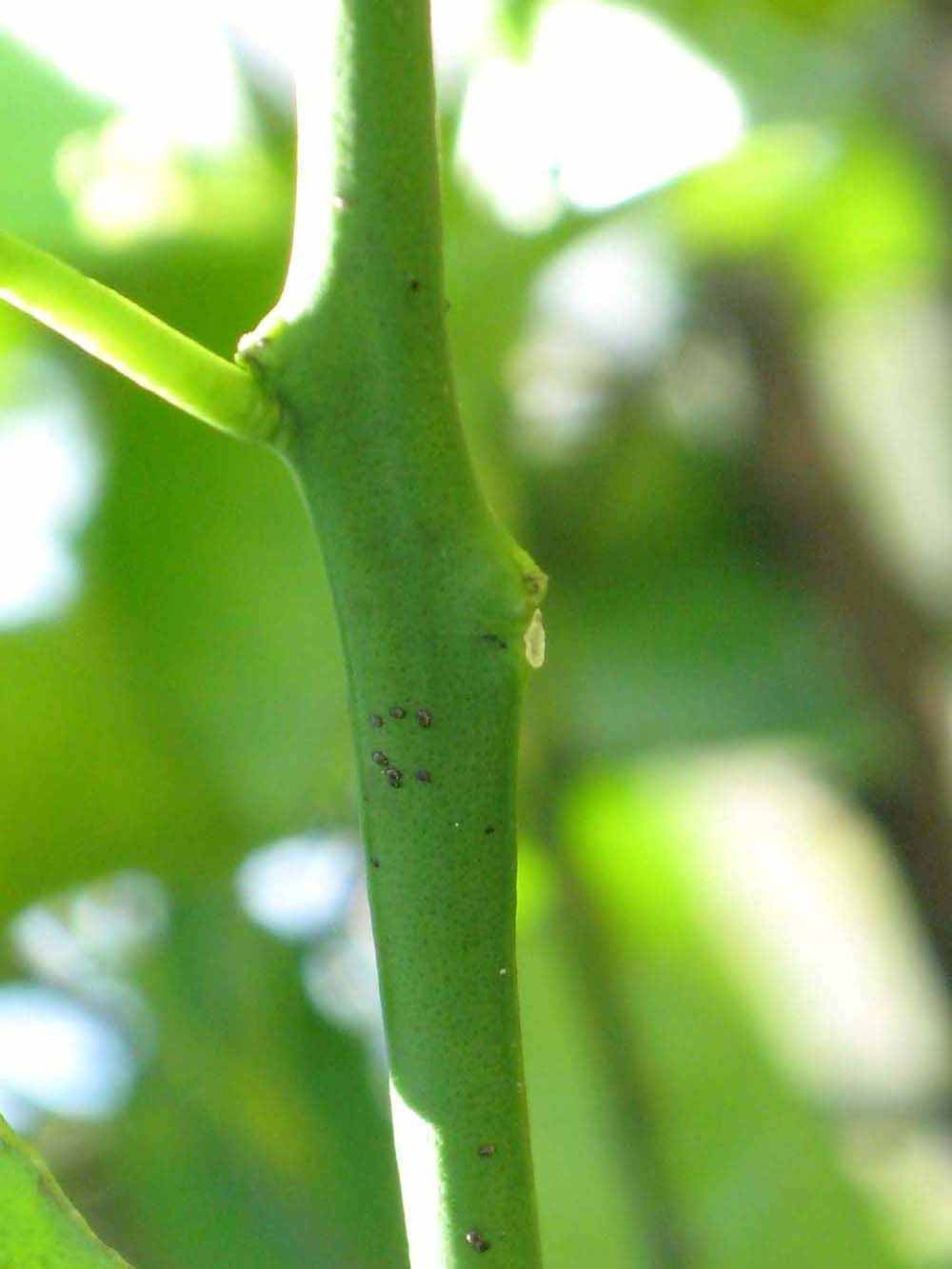            First year twig (Winter Haven, FL)   